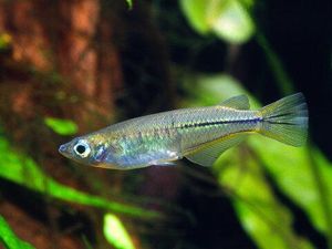 Unik! Ikan Jantan dari Spesies Ini Bisa Kawin hingga 19 Kali Sehari Unik! Ikan Jantan dari Spesies Ini Bisa Kawin hingga 19 Kali Sehari