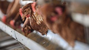 Harga Pakan Jagung Melambung, Peternak Ayam Tekor