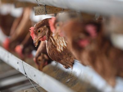 Harga Pakan Jagung Melambung, Peternak Ayam Tekor
