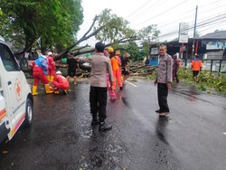 Pohon Tumbang-Melintang di Jalan Bantul, Sempat Ganggu Lalin