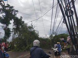 Gresik Diterjang Hujan Disertai Angin Kencang, Pohon Tumbang Tutup Jalan