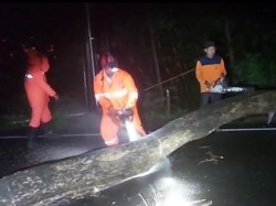 Pohon Tumbang Sempat Tutup Ruas Jalan Nasional Trenggalek-Ponorogo