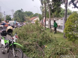 Beberapa Pohon Tumbang Dampak Hujan Disertai Angin Kencang di Surabaya