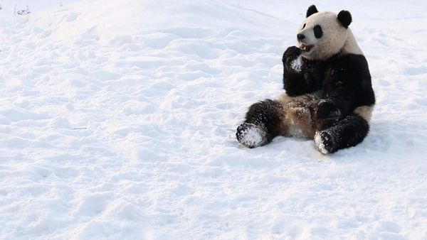 Saat Panda Asyik Bermain Salju