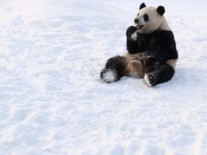 Saat Panda Asyik Bermain Salju Saat Panda Asyik Bermain Salju