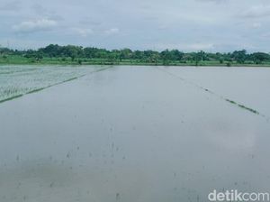 Hujan Lebat di Klaten, Sawah di Cawas dan Trucuk Klaten Terendam