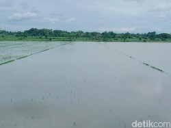 Hujan Lebat di Klaten, Sawah di Cawas dan Trucuk Klaten Terendam