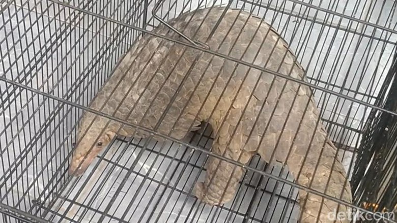 Seekor Tenggiling Selamat dalam Karhutla di Sampit