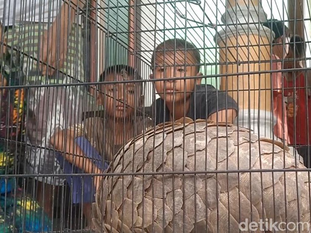 Heboh Trenggiling Nyasar ke Permukiman Warga di Pekalongan
