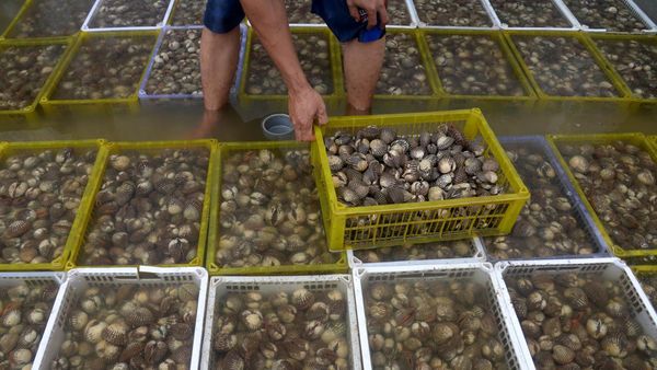 Ekspor Perdana Kerang Aceh ke Vietnam, Begini Potretnya