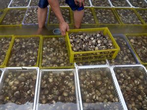 Ekspor Perdana Kerang Aceh ke Vietnam, Begini Potretnya