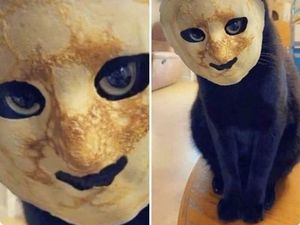 Hii! Biasa lucu Menggemaskan, Tapi Hewan Ini Bikin Merinding Hii! Biasa lucu Menggemaskan, Tapi Hewan Ini Bikin Merinding