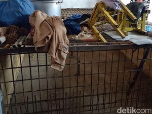 Distributor Anjing Ditangkap, Rumah Jagal di Solo pun Tak Beroperasi