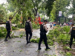 Hujan Angin di Kudus, Pohon Tumbang Tutup Jalan Dawe-Gebog