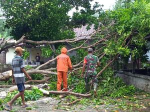 Hujan Angin di Klaten, 12 Pohon Tumbang-5 Bangunan Rusak