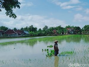 Pilu Petani Klaten, Baru Saja Tanam Padi tapi Sawah Terendam Banjir