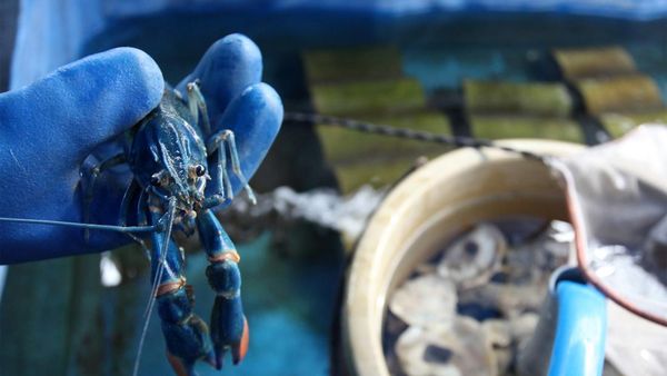 Melihat Lobster Hasil Budi Daya Mahasiswa PPNS