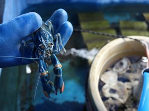 Melihat Lobster Hasil Budi Daya Mahasiswa PPNS Melihat Lobster Hasil Budi Daya Mahasiswa PPNS