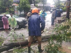 Dampak Hujan Angin di Sleman, Longsor- Pohon Tumbang Timpa Pemotor