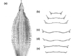 Spesies Baru Buaya Darat Purba Ditemukan, Begini Rupa Garzapelta muelleri