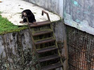 Menparekraf Ingatkan Jangan Sampai Satwa di Medan Zoo Mati Karena Kurang Pakan