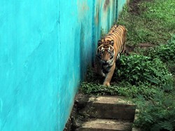 Medan Zoo Kehilangan 5 Harimau dalam 3 Bulan