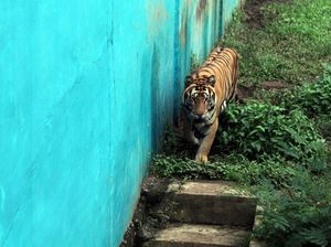Penyebab Matinya Si Manis, Harimau Sumatera Berusia 23 Tahun di Medan Zoo Penyebab Matinya Si Manis, Harimau Sumatera Berusia 23 Tahun di Medan Zoo