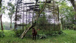 Kabar Baik, Medan Zoo Telah Ditinjau Investor dan Akan Direnovasi
