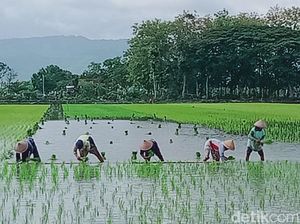 Luapan Air di Lahan Padi Cawas Klaten Mulai Surut, Petani Berharap Ada Bantuan