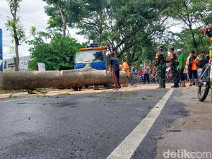 Pohon Tumbang Tutup Akses Jalan Mayjen Sungkono Kota Malang
