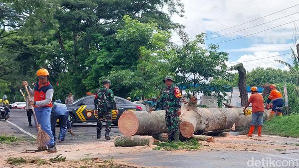 Penampakan Pohon Tumbang Tutup Akses Jalan di Kota Malang