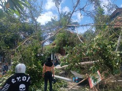 Pohon Tumbang Timpa Pemotor, Rumah, hingga Pura-2 Orang Terluka