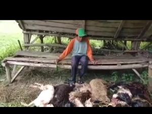 Terungkap! Ini Penyebab Kematian Misterius 6 Domba di Tasikmalaya Terungkap! Ini Penyebab Kematian Misterius 6 Domba di Tasikmalaya