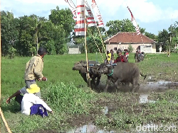 Keseruan Karapan Kerbau Jelang Musim Tanam Padi di Lumajang