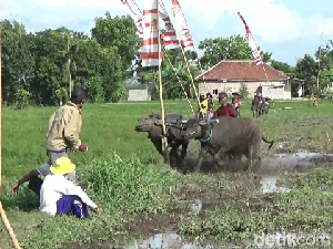 Keseruan Karapan Kerbau Jelang Musim Tanam Padi di Lumajang Keseruan Karapan Kerbau Jelang Musim Tanam Padi di Lumajang