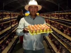 Peternak Ayam Petelur Jatim Terancam Kena Bencana, ini Penyebabnya