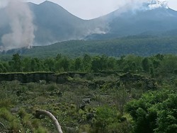 Hutan Terbakar Akibat Erupsi Gunung Lewotobi Laki-laki Capai 420 Hektare