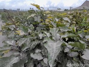 Abu Merapi Masih Menempel di Kebun Sayur, Petani Boyolali Berharap Turun Hujan Abu Merapi Masih Menempel di Kebun Sayur, Petani Boyolali Berharap Turun Hujan