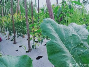 Gegara Hujan Abu, Warga Lereng Merapi di Klaten Panen Lebih Awal