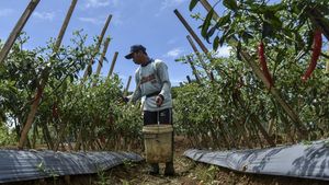 Harga Cabai di Petani Anjlok!
