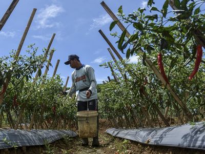Harga Cabai di Petani Anjlok!