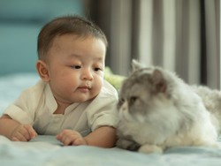 Kenapa Orang Bisa Sangat Suka Video Kucing? Begini Kata Pakar Ilmu Saraf Oxford