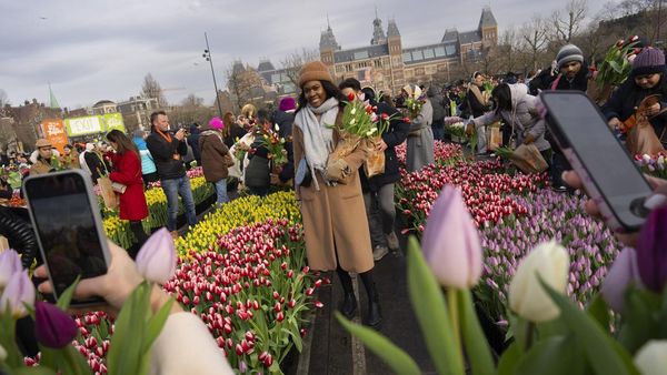 Indahnya Warna-warni Bunga Tulip Bermekaran di Amsterdam