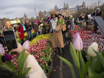 Indahnya Warna-warni Bunga Tulip Bermekaran di Amsterdam