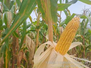 Harga Jagung Kering di Sumut Tembus Rp 12 Ribu, Disperindag Beberkan Penyebabnya