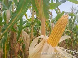 Harga Jagung Kering di Sumut Tembus Rp 12 Ribu, Disperindag Beberkan Penyebabnya