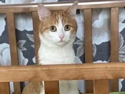 Raksasa Kereta Api Rusia Minta Maaf karena Kucing Oren