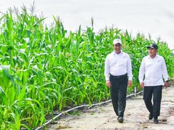 Mahfud Sentil Food Estate Gunung Mas Ditanam Pakai Polybag