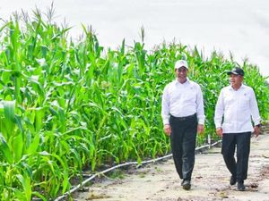 Kala Mentan Jawab soal Tanam Jagung di Food Estate Pakai Polybag Kala Mentan Jawab soal Tanam Jagung di Food Estate Pakai Polybag