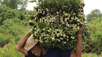Meraup Cuan dari Eceng Gondok